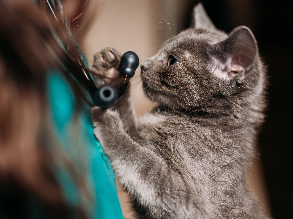 Tierarztpraxis Bärenwiese, Tierarzt Berlin-Wilmersdorf