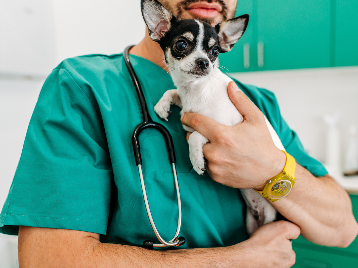 Tierarztpraxis Bärenwiese, Tierarzt Berlin-Wilmersdorf