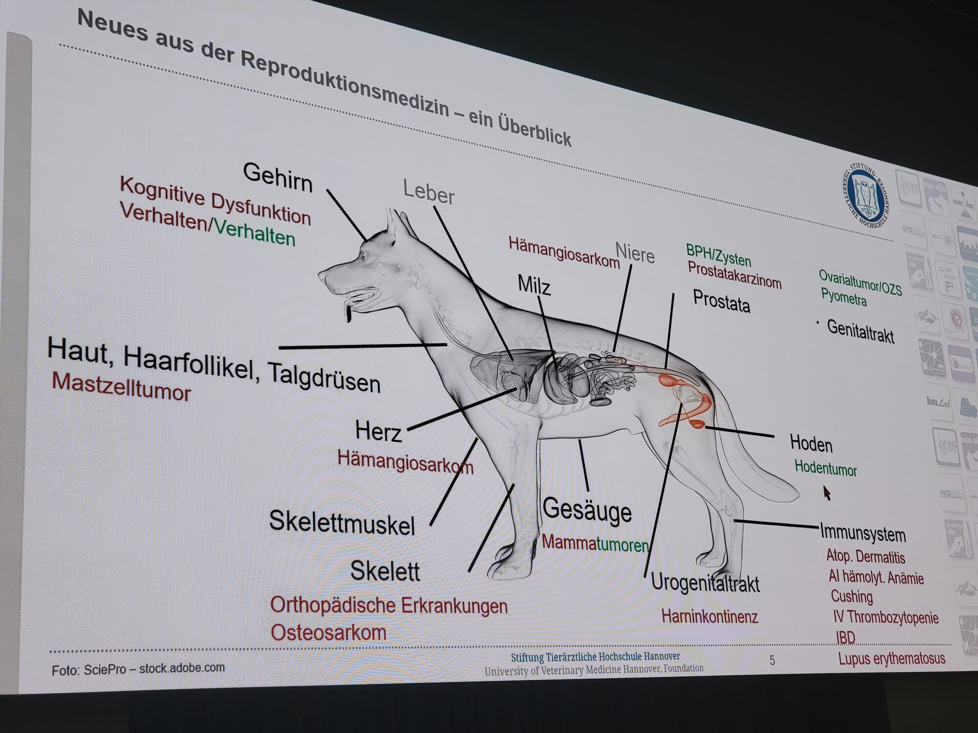 Tierarztpraxis Ullmann