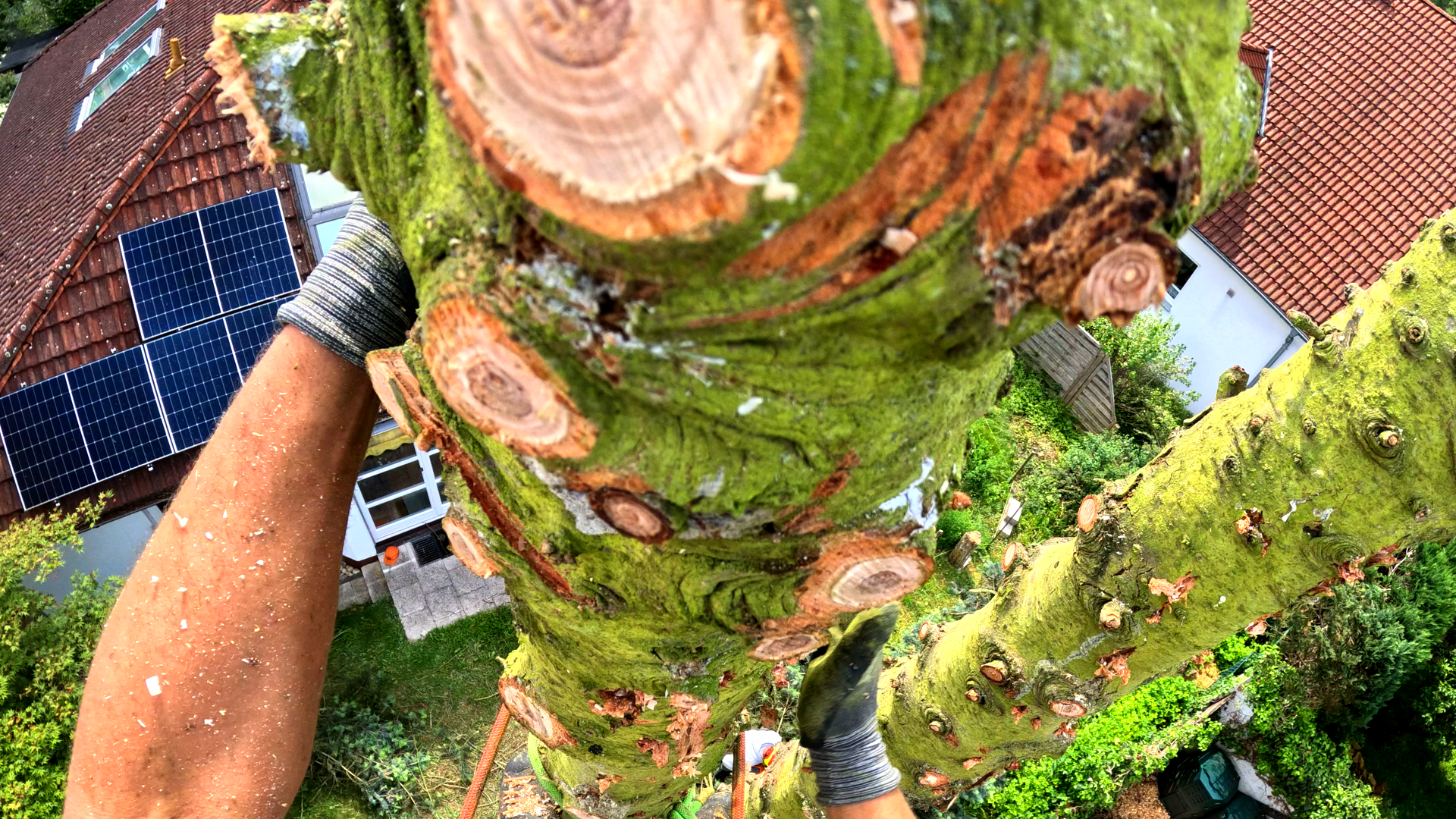 Woodfellows Baumfällung & Baumpflege Neumarkt