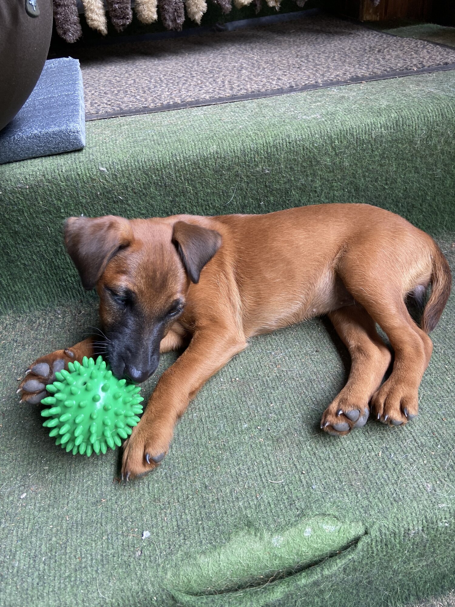 Zwinger-von-den-Harzklippen Westfalenterrier Jagdhunde Zucht Züchter