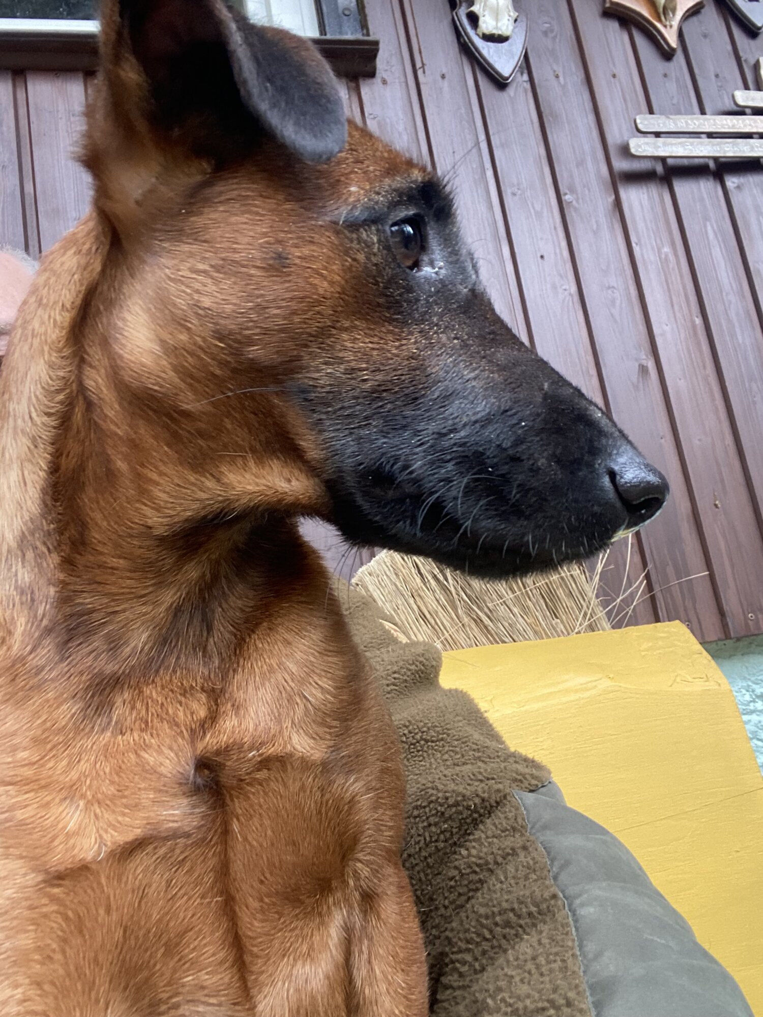 Zwinger-von-den-Harzklippen Westfalenterrier Jagdhunde Zucht Züchter