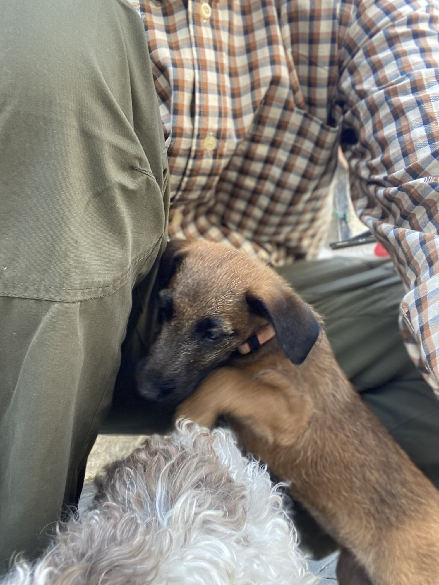 Zwinger-von-den-Harzklippen Westfalenterrier Jagdhunde Zucht Züchter