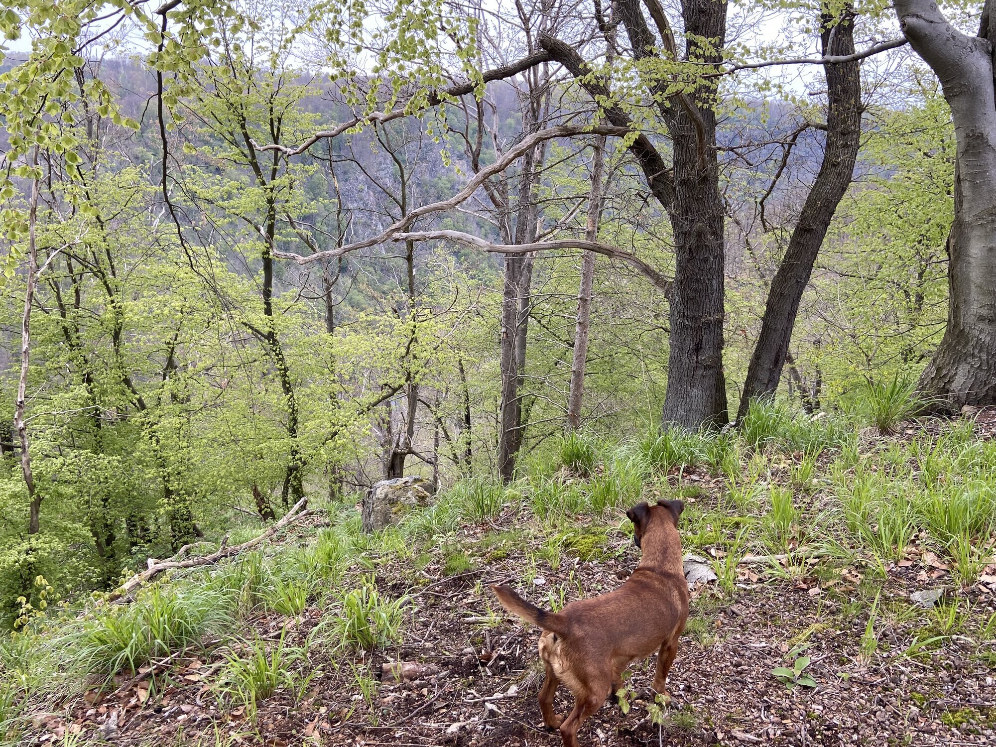 Zwinger-von-den-Harzklippen Westfalenterrier Jagdhunde Zucht Züchter